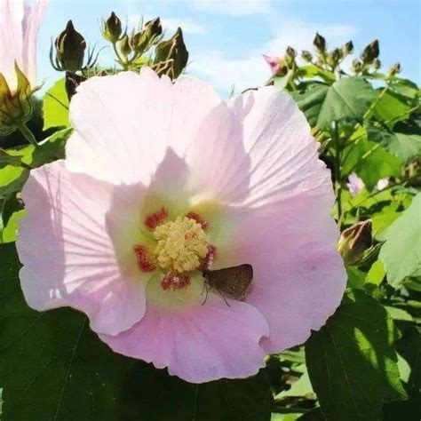 芙蓉好種嗎|如何發芽芙蓉種子？ 